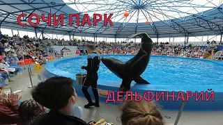 Сочи Парк Дельфинарий Май 2022 Морской Лев Имеретинский Курорт Сириус