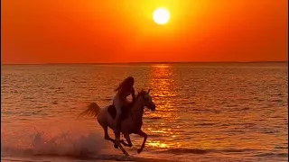 Gallop at the beach #horseriding #horsebackriding #sunset #gallop #dubaibeach #dubailife #ms9stable
