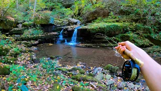 Fall Fishing for Brook Trout! (AWESOME PRE-SPAWN FOOTAGE)