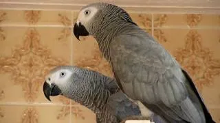 African Greys