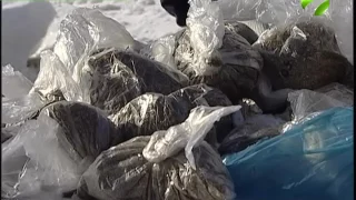 Новоуренгойские полицейские уничтожили 6 килограммов наркотиков