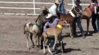 Baby Horses Abused at 2010 Cheyenne Rodeo