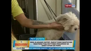 BT: Mga alagang hayop, dapat ding bantayan ngayong tag-init para makaiwas sa sakit - PAWS