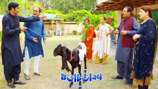 Bulbulay Season 2 Episode 209 | Ayesha Omar & Nabeel