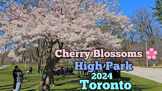 Cherry Blossoms in High Park, Toronto 2024 #canada #toronto #highpark