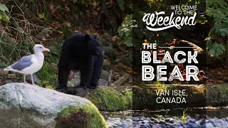 FOLLOWING A BLACK BEAR on Vancouver Island, Canada