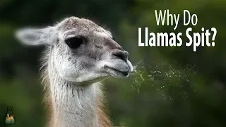 Why Do Llamas Spit?
