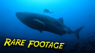 HUGE Whale Sharks at Cleaning Station!