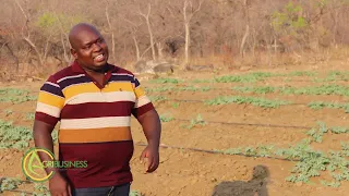 WATERMELON PRODUCTION in Zimbabwe