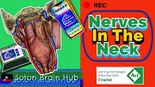 Nerves In The Neck