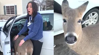 Wild Deer Is Extremely Friendly