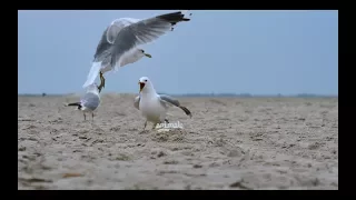 seagull sound 2017 (II) - in UHD / 4K by ani male