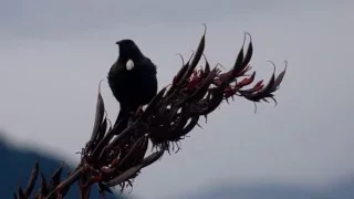 Relaxing 2 hours + of Beautiful Birdsong of New Zealand