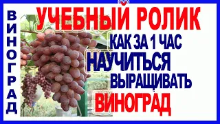 🍇 10 шагов. Как научиться выращивать виноград. Посадка, формировка, обрезка винограда.