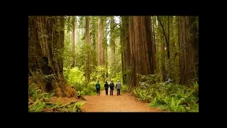 Camping in the Redwoods - Jedediah Smith Redwood State Park