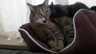 CAT MASSAGE