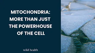 Mitochondria: More Than Just the Powerhouse of the Cell