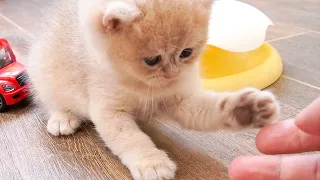 Kitten Viola's Hilarious Finger Encounter - TOO CUTE to handle!