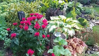 Цветущие хосты в моём саду и их окружение. ☘️Июль, 2023 г. # Blühende Funkien in meinem Garten ☘️