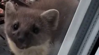 КОТ и ДИКАЯ КУНИЦА! A CAT AND A WILD MARTEN IN THE CITY!