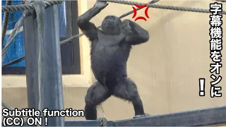 Child gorilla is angry because father gorilla took his blanket. Kintaro｜Momotaro family