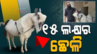 Special Report: Witness The Special & Largest Goat Of India With A Weight Of 176 KG In Bhopal