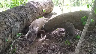Komodo dragon eats & swallow the unborn baby deer alive !