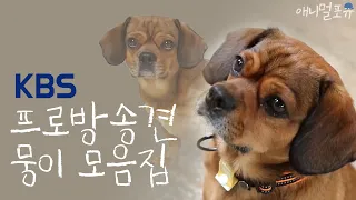 말 하는 천재견 뭉이의 개견기 모두 보여드립니다!! (ft. 사람인척 하는 개 강형욱  vs 개인 척 하는 사람 뭉이), KBS 방송