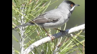 karaboğazlı ötleğen / Rüppell`s Warbler / Sylvia rueppelli