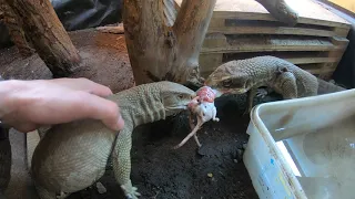 Varanus Exanthematicus - Adult pair VS F/T rodent 😬