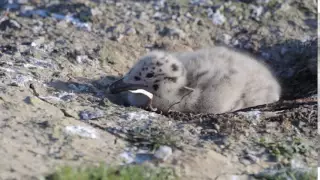 Птенец чайки