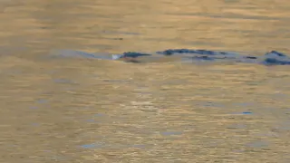 Loch Ness Monster in Wisconsin?