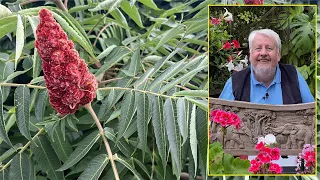 SUMAC DE VIRGINIE : ARBUSTE EN VELOURS AUX FEUILLES DE FEU EN AUTOMNE. Le Quotidien du Jardin N°235