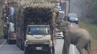 Unbelievable Wild Animal Encounters on the Road