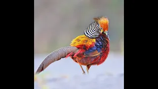 Todos los Faisanes del mundo, 67 especies de faisanes, gallos y pavos.