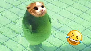 New Funny Animals 😂 Funniest Cats and Dogs Videos 2024 😺🐶Try Not To Laugh #65