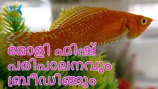 മോളി ഫിഷ് പരിപാലനവും ബ്രീഡിങ്ങും || How to breed Molly Fish in home? || Easy breeding aquarium fish