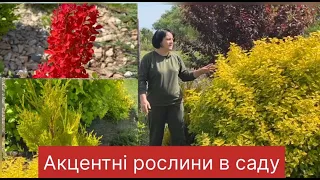 Яскраві кущі та дерева  в саду🌿