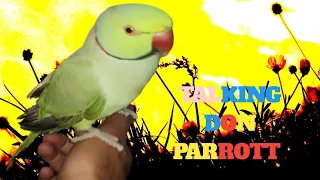 the word special magical recognite parrot amazing smart beautiful I|ndian looking and |some parrots