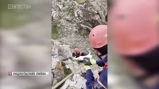 Побег из загона не удался. Спасатели вернули коз хозяину