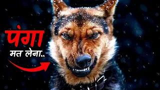 दुनिया के सबसे खतरनाक कुत्ते । 5 Most Dangerous Dog Breeds In The World