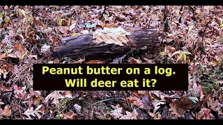 Will deer eat Peanut Butter – What animals will stop by for a bite? - One animal might surprise you.