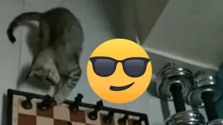 cat funny videos 🐈  Mirai playing Chess 🐈😸😄