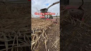 Chopping laid down corn 🌽 #cornharvester #choppingcorn #farming #harvester