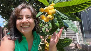 This  tree is magical and given me so much fruit (LOQUAT TREE)