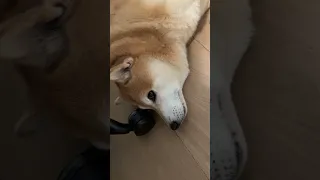 Shiba Tries Insurance Scam to Pay Debts