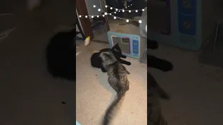 Cute Jumping Kitten Has the Most Fun!