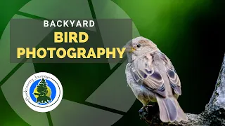 Backyard Bird Photography: Simple Techniques for Wildlife Close to Home