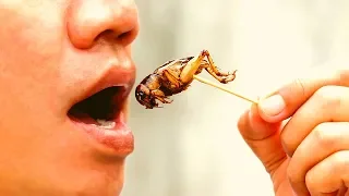 Eating Bugs And Insects! Are You Brave Enough?