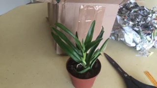 Обзор посылки с eBay с орхидеей Sarcochilus.Орхидеи По почте.